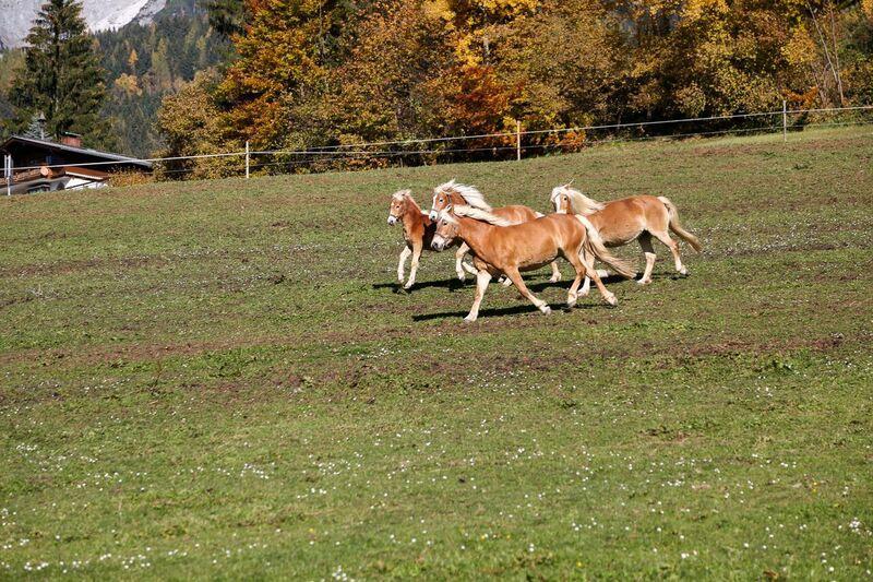 Bio-Bauernhof Einberghof Apartment ฟาร์แวร์เฟน ภายนอก รูปภาพ